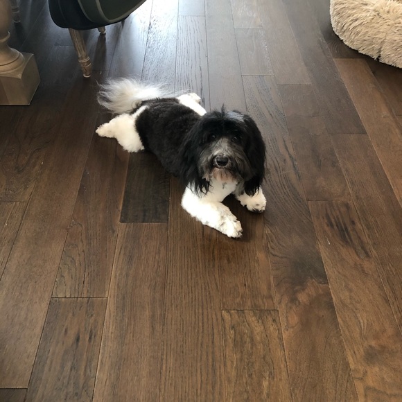 Hi, I’m Ginger 👋🏼 - Picture 2 of 2